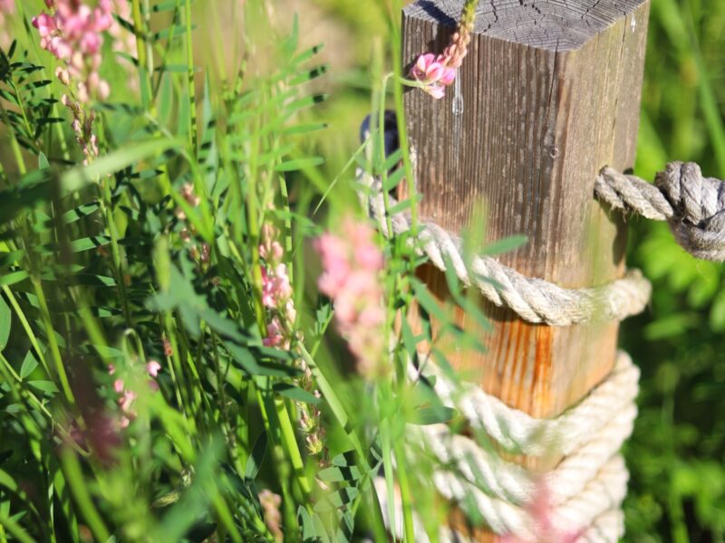 Das Waldkraftresort Vitaleum ist ein außergewöhnlicher Ort, um bei Dir anzukommen.