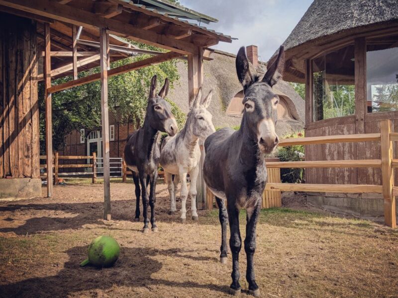 Donkey Oaks Seminarhaus